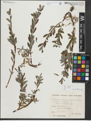 Foto von Salix repens subsp. repens L.